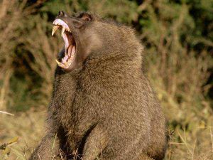 IMPULSIF COMME UN SINGE